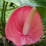 Anthurium faustomirandae Λουλούδι