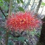 Geissois lanceolata Flor