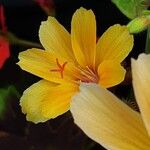 Lewisia cotyledon Λουλούδι