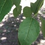 Handroanthus heptaphyllus Folha