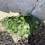 Mertensia maritima Leaf