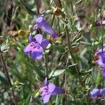 Penstemon speciosus Habitat