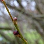 Salix gracilistyla 樹皮