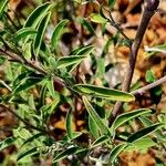 Indigofera oblongifolia Blatt