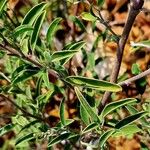 Indigofera oblongifolia Blad