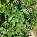 Acanthus spinosus Leaf