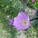 Oenothera speciosaᱵᱟᱦᱟ