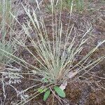 Corynephorus canescens Kvet