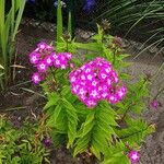 Phlox drummondii Habit
