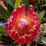 Protea cynaroidesFlower