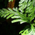 Selaginella flabellata List