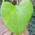 Cercis canadensis Leaf