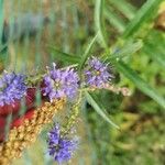 Veronica longifoliaFlor