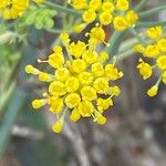 Foeniculum vulgareЦвят