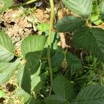 Rubus sulcatus Feuille