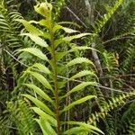 Nephrolepis abrupta Leaf