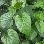 Jacquemontia tamnifolia Blatt