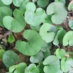 Dichondra microcalyx Blatt