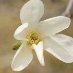 Magnolia kobus Blüte