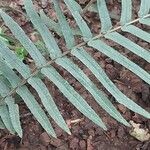 Pteris vittata Leaf