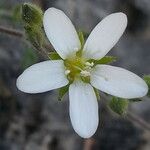 Arenaria hispida Flower