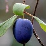 Prunus domestica Fruit