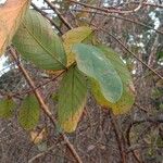 Bridelia stipularis Leaf