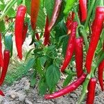 Capsicum baccatum Плід