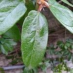 Ficus assamica Leaf