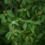 Lantana involucrata Lapas