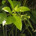 Palicourea brachiata その他の提案