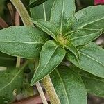 Clarkia amoena Leaf