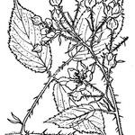 Rubus schleicheri Other