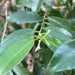 Vallesia antillana Hoja