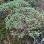 Euphorbia dendroides Leaf