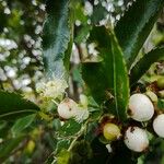 Aphloia theiformis Fruit