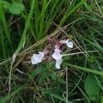 Teucrium chamaedrys Flower