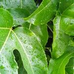 Passiflora edulis Leaf