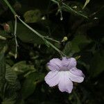 Ruellia stemonacanthoides Květ