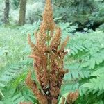 Osmunda regalisFlower