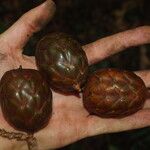 Raphia textilis Fruto