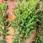 Sedum acreList