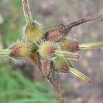 Pelargonium capitatum Fruit