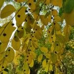 Gymnocladus dioica Blad