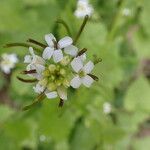 Alliaria petiolataFlower