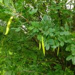 Caragana arborescens Φρούτο