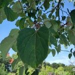 Idesia polycarpa Leaf