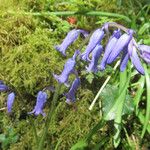 Hyacinthoides non-scriptaFlors