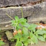 Epilobium roseum Fuelha