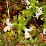 Stachys annua ফুল